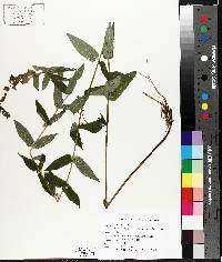 Scutellaria galericulata image