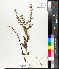 Scutellaria galericulata image