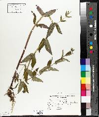 Scutellaria galericulata image