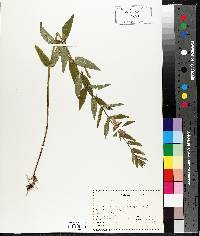 Scutellaria galericulata image