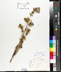 Pedicularis lanceolata image