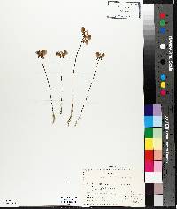 Utricularia cornuta image