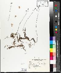 Utricularia intermedia image