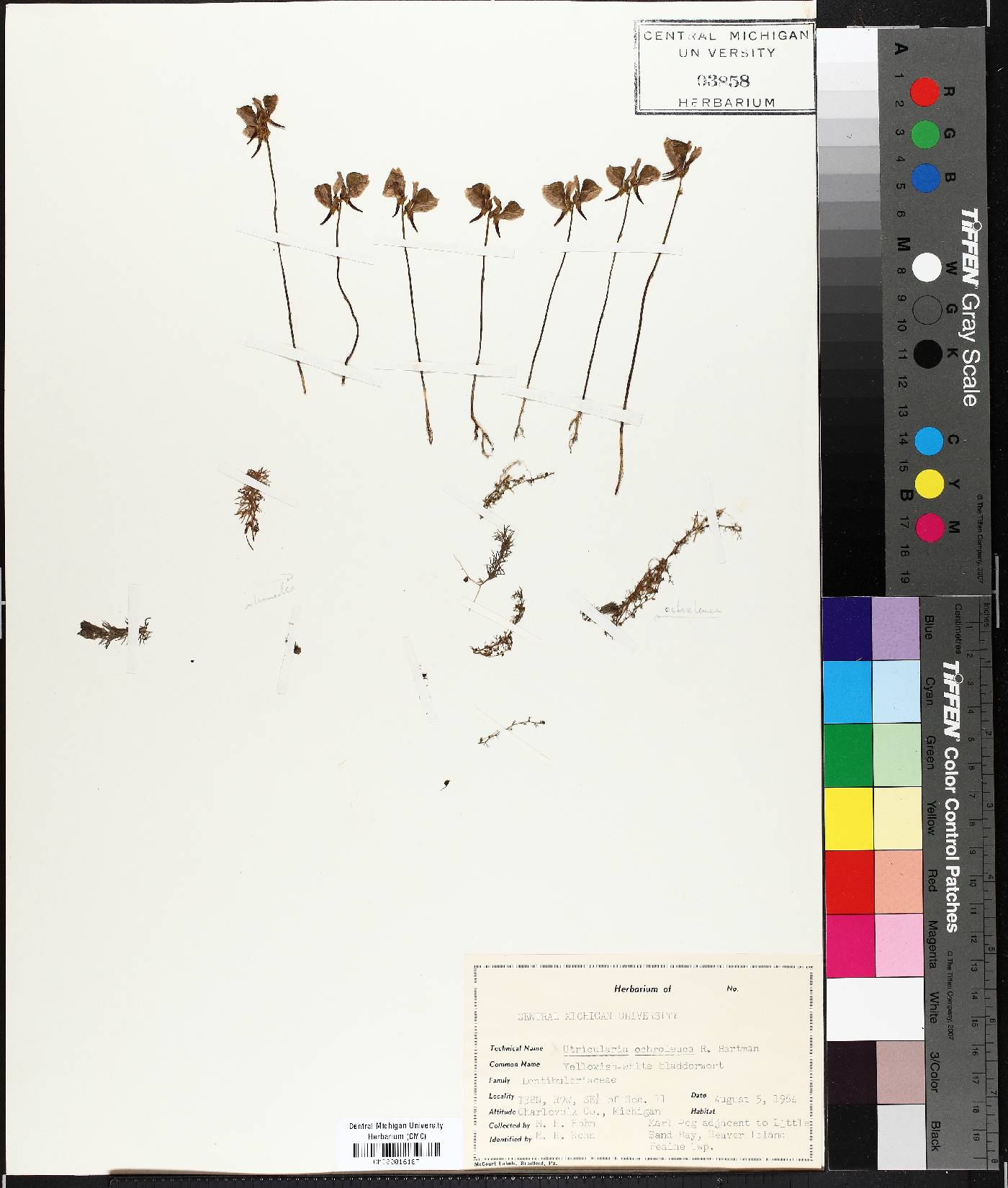 Utricularia ochroleuca image