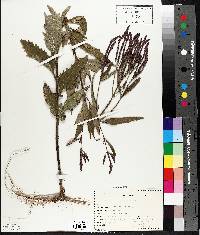 Verbena hastata image