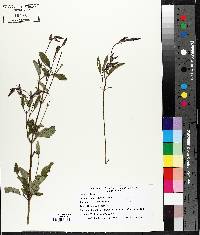 Verbena hastata image