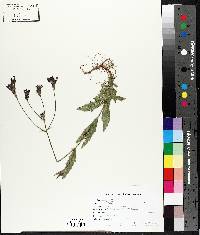 Verbena rigida image