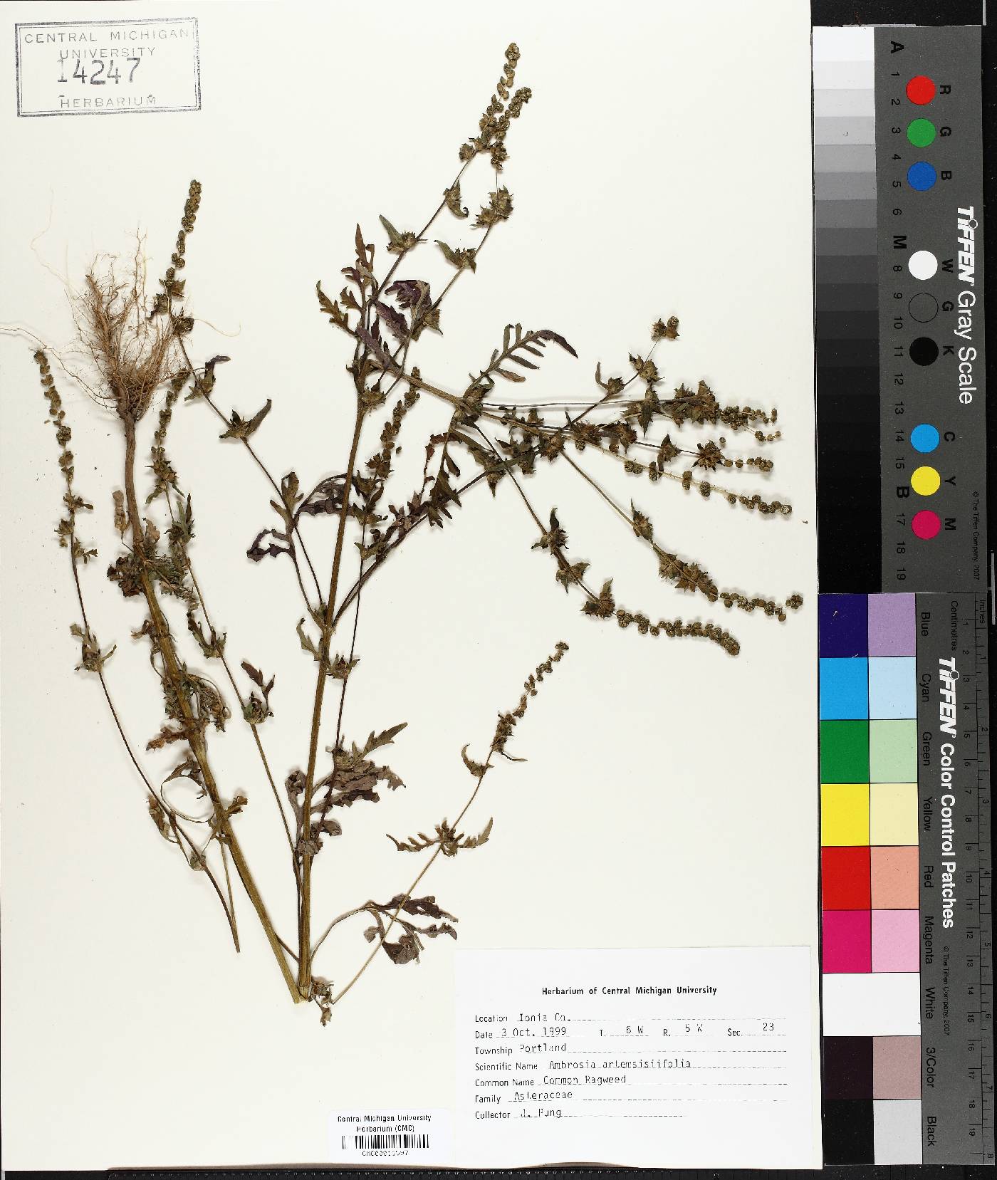 Ambrosia artemisiaefolia image