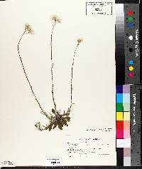 Antennaria howellii subsp. canadensis image