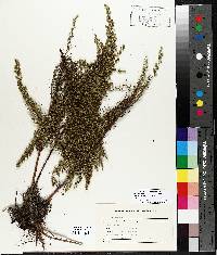 Artemisia campestris subsp. caudata image