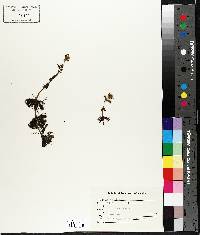 Bidens beckii image