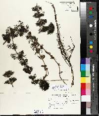 Bidens beckii image