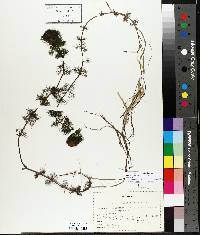 Bidens beckii image