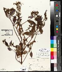 Bidens connata image