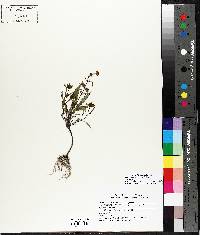 Bidens connata image