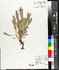 Cichorium intybus image