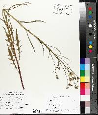 Crepis capillaris image