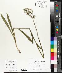 Crepis tectorum image