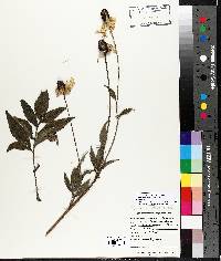 Image of Echinacea serotina