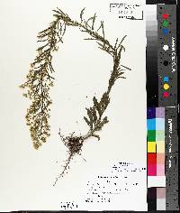 Conyza canadensis var. canadensis image