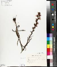 Liatris aspera image