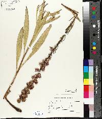 Liatris aspera image