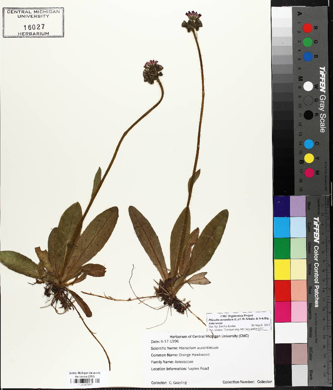 Pilosella aurantiaca image