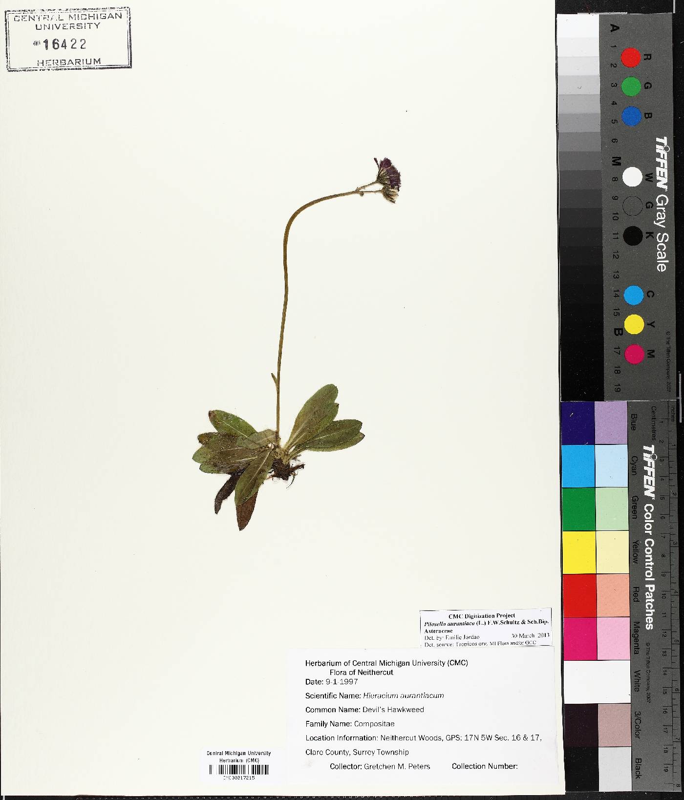Pilosella aurantiaca image