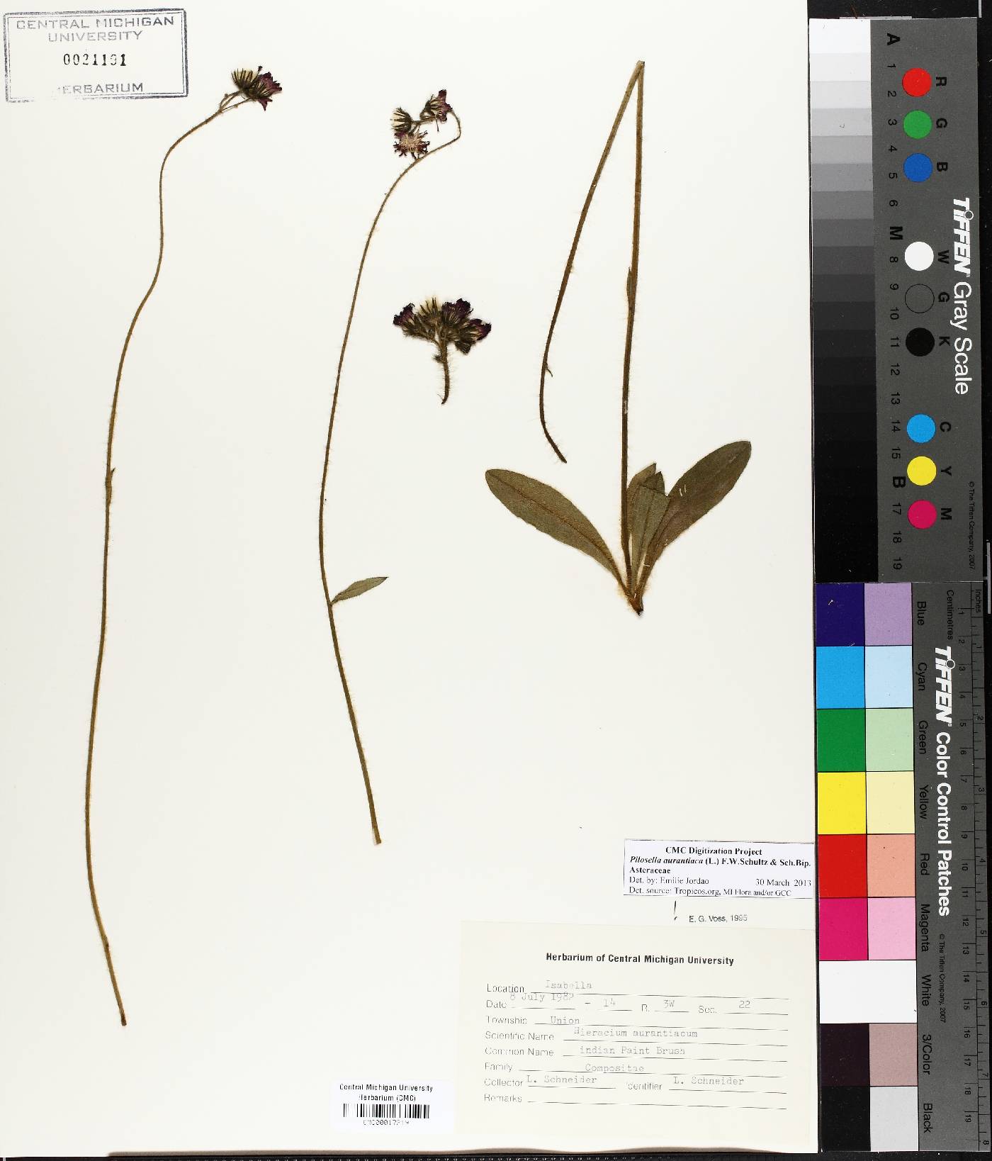 Pilosella aurantiaca image