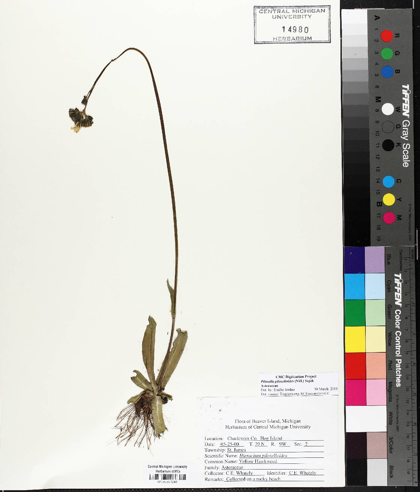 Pilosella piloselloides image