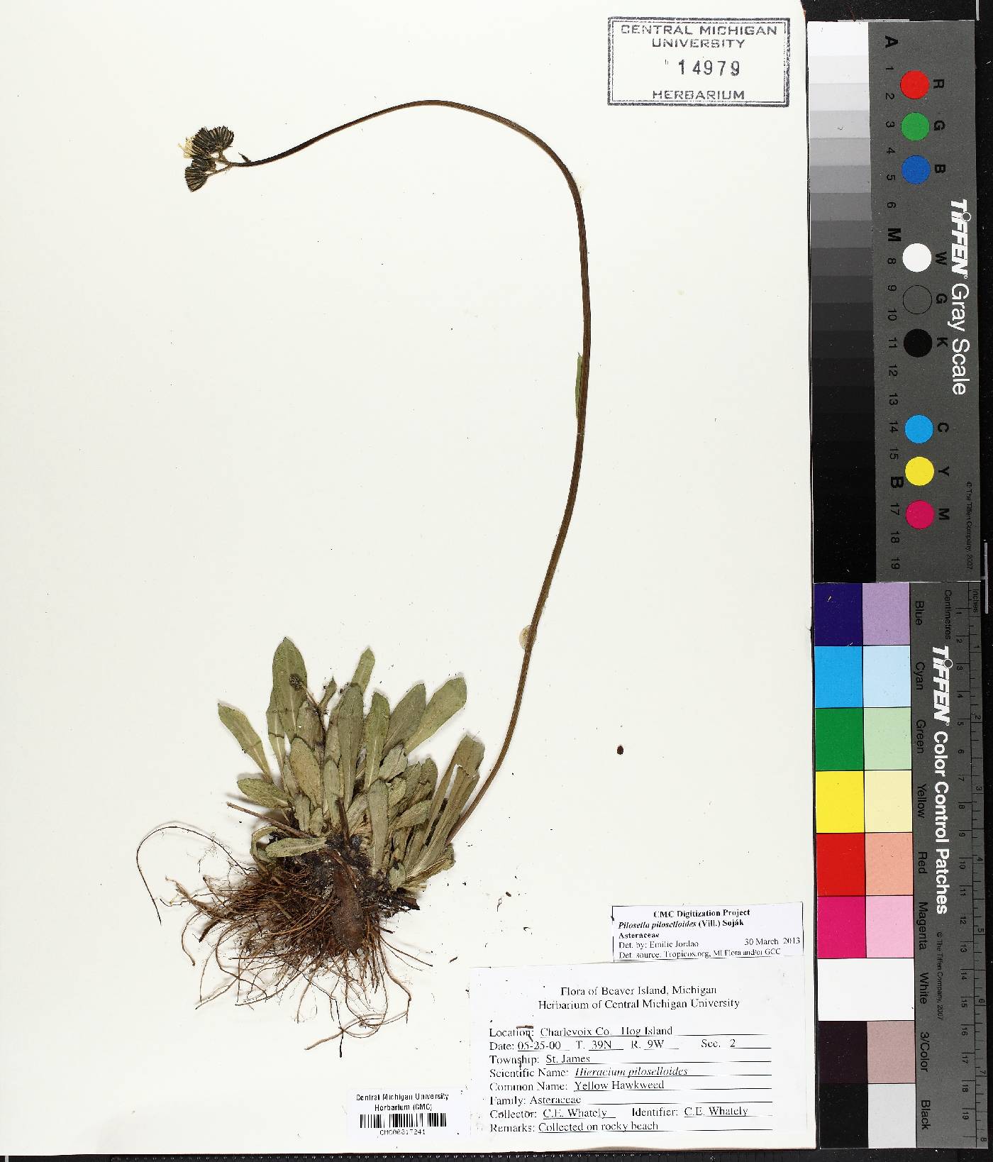 Pilosella piloselloides image