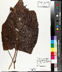 Silphium speciosum image