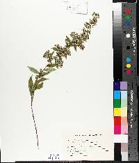 Solidago bicolor image