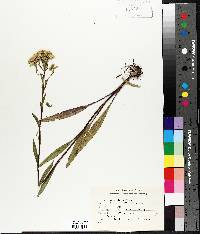 Solidago ohioensis image