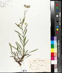 Solidago ptarmicoides image