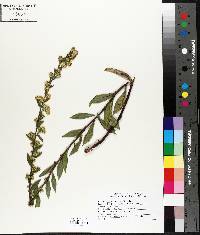 Solidago simplex image