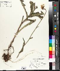 Sonchus arvensis image