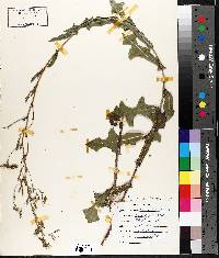 Sonchus arvensis image