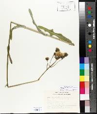 Sonchus arvensis image