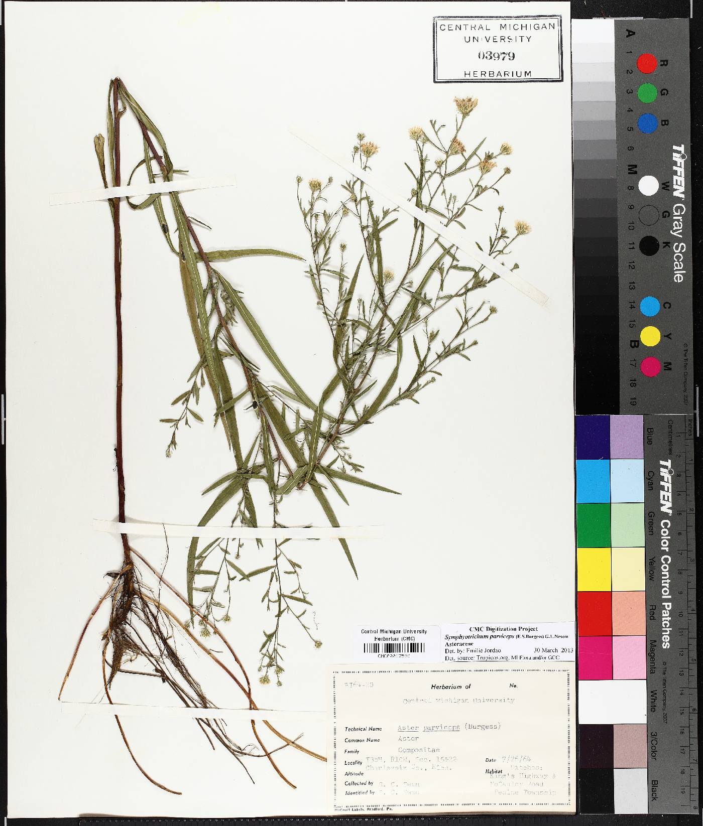 Symphyotrichum parviceps image