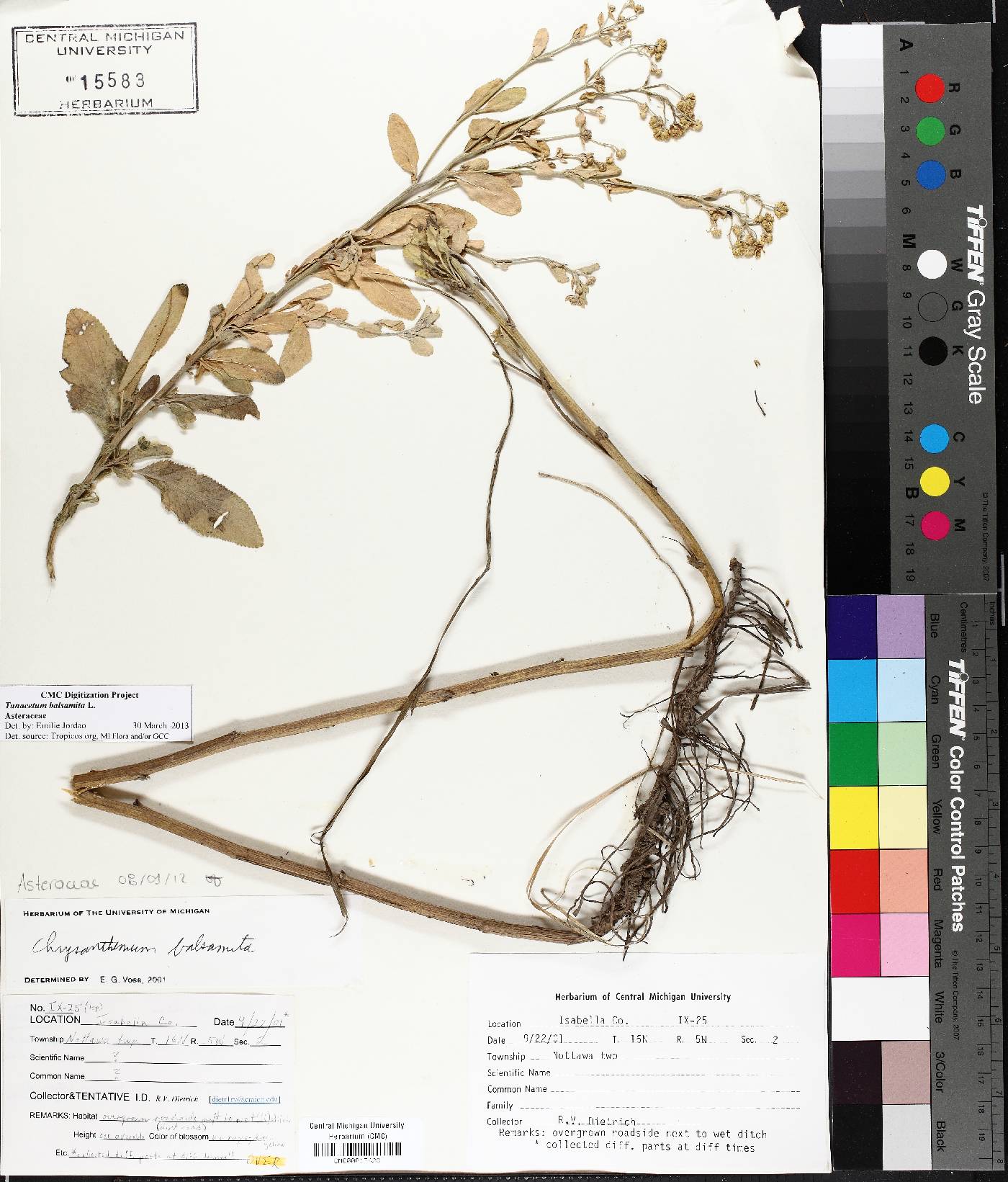 Tanacetum balsamita image