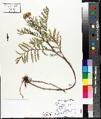 Tanacetum vulgare image