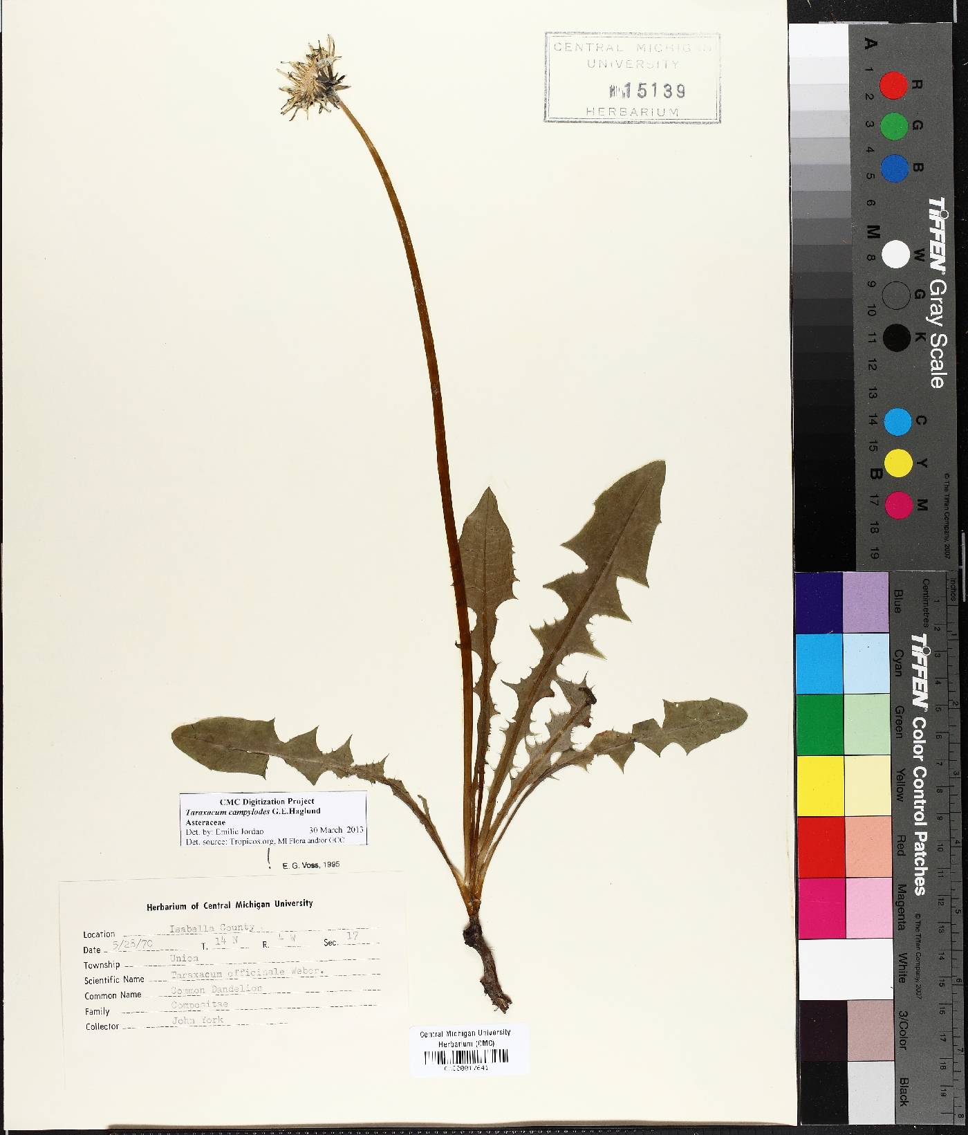 Taraxacum officinale subsp. officinale image