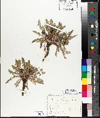 Taraxacum officinale subsp. officinale image