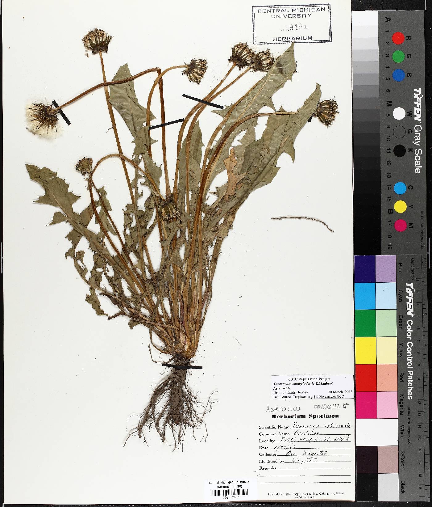 Taraxacum officinale subsp. officinale image