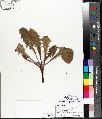 Taraxacum officinale subsp. officinale image