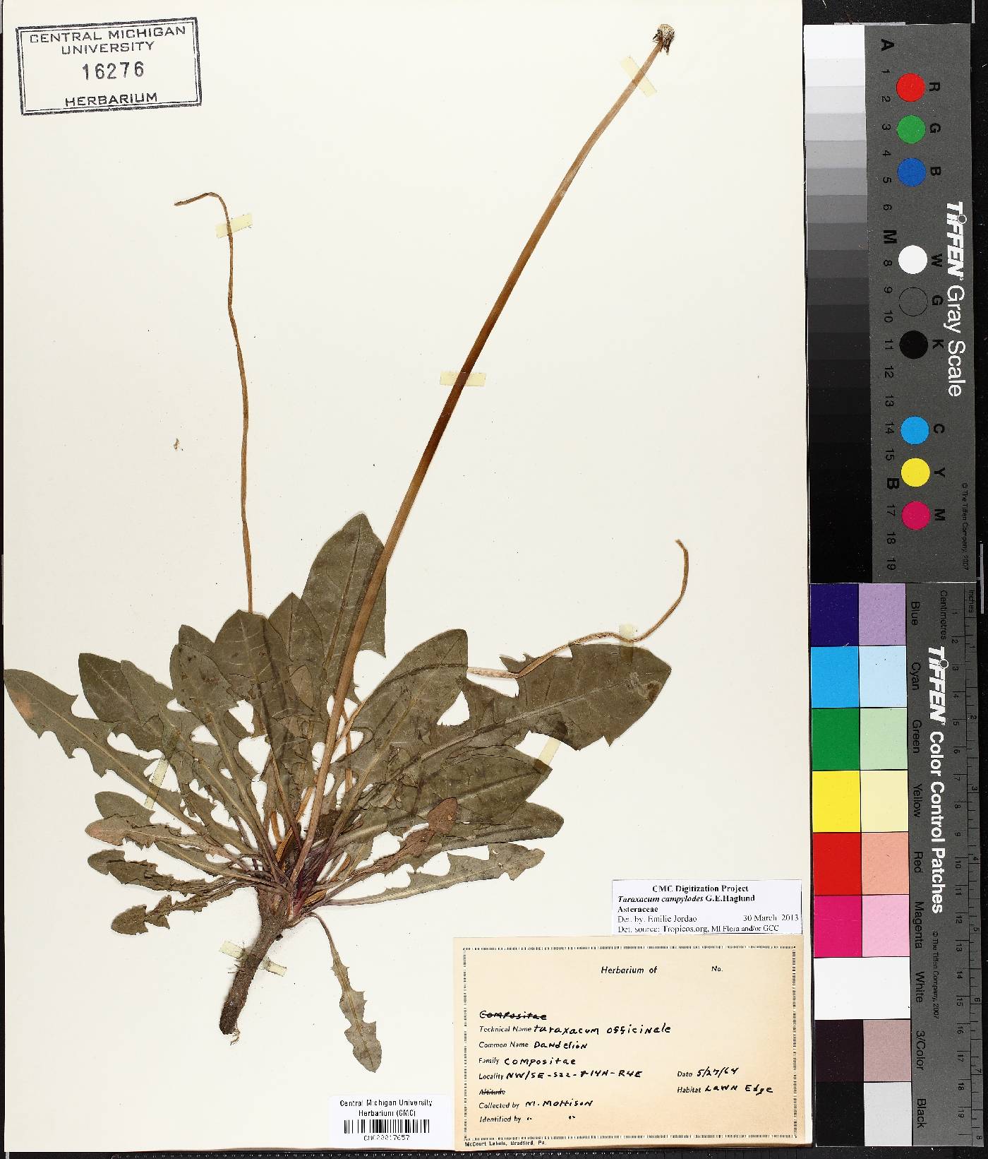 Taraxacum officinale subsp. officinale image