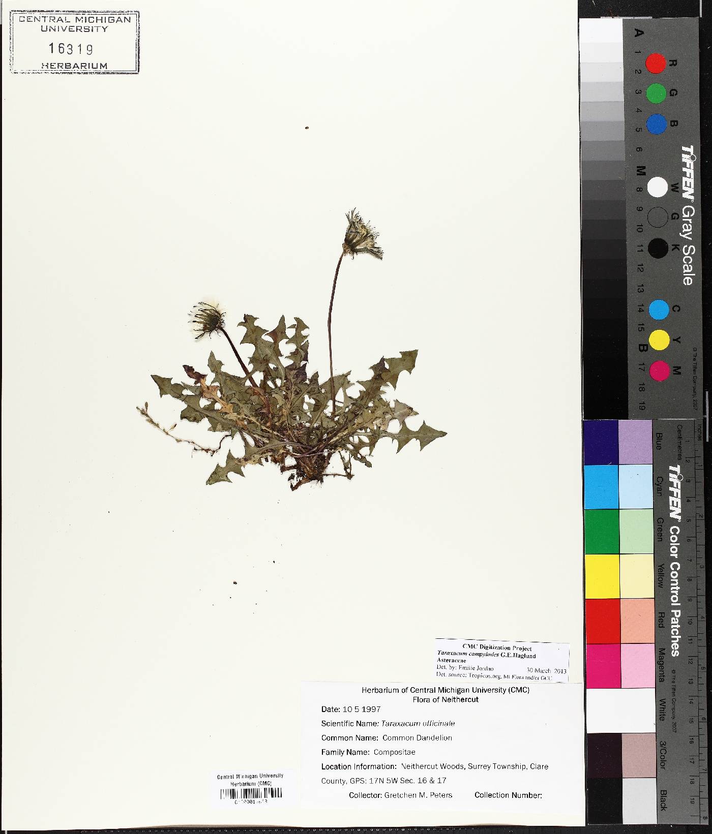 Taraxacum officinale subsp. officinale image