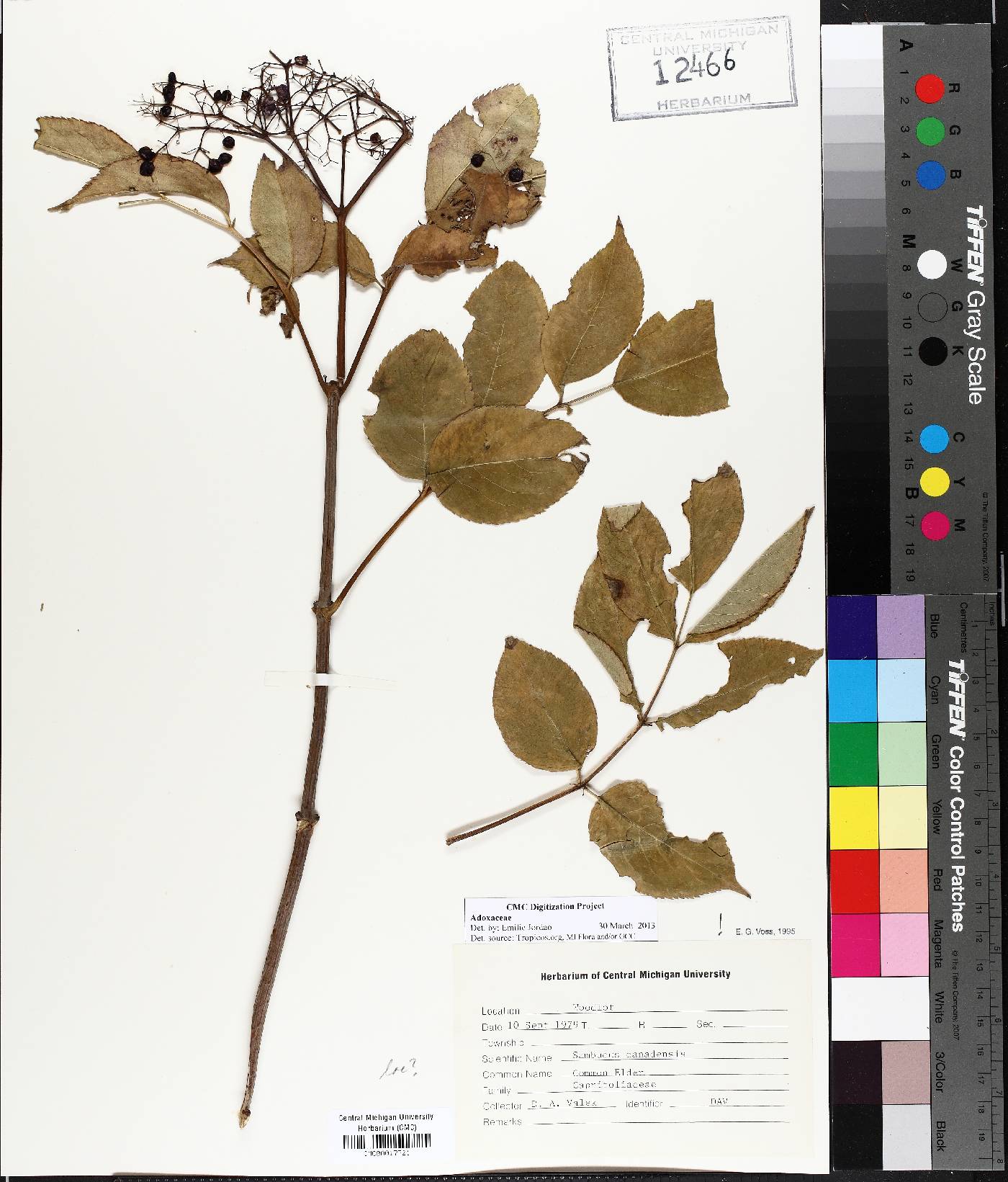 Adoxaceae image