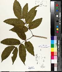 Sambucus racemosa subsp. racemosa image